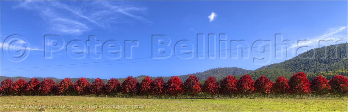 Peter Bellingham Photography Red Trees - VIC (PBH4 00 13852)